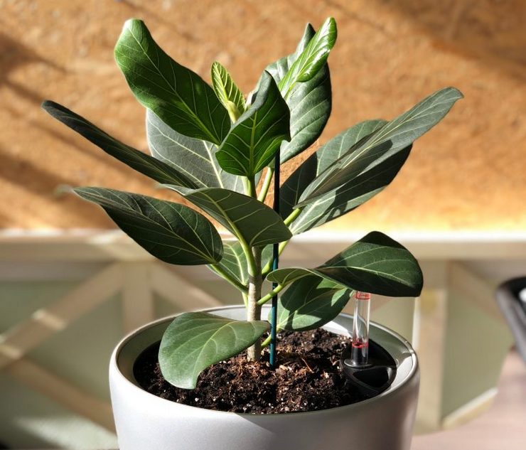 Prendre soin du ficus sacré à la maison