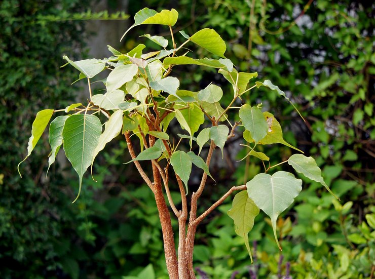 Ficus sacré