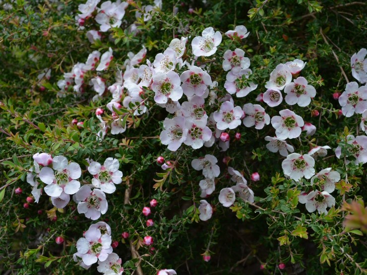 Variétés de plantes d'intérieur