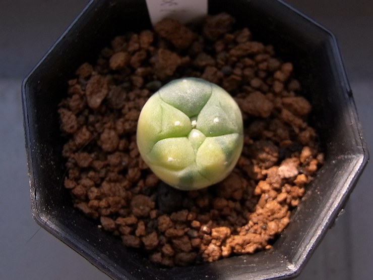 Méthodes d'élevage de Lophophora