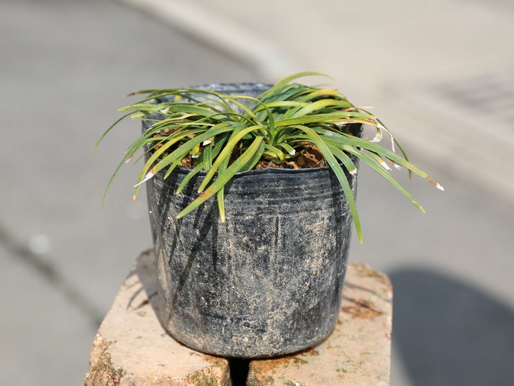 Ophiopogon japonais