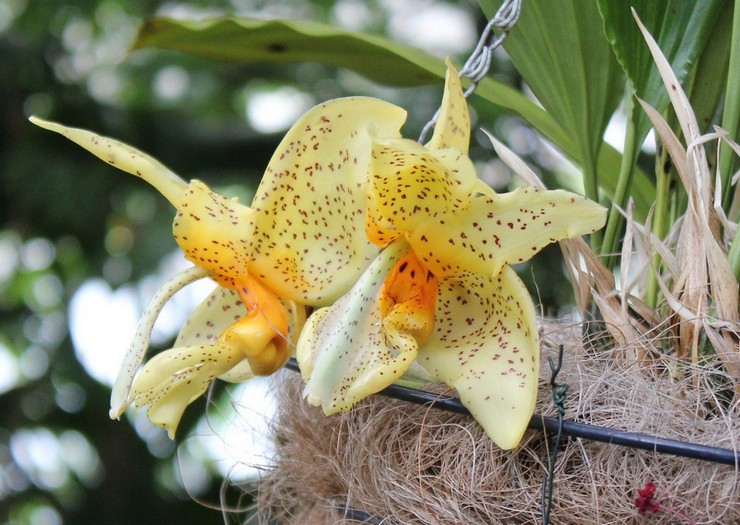 Orchidée Stangopeya