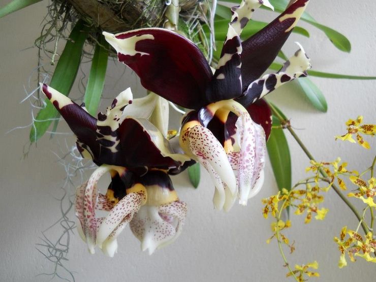 Orchidée Stangopeya