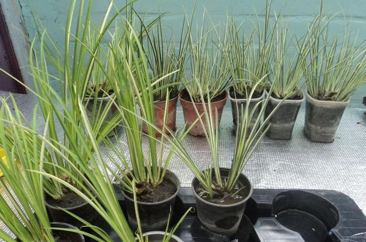 Propagation de calamus