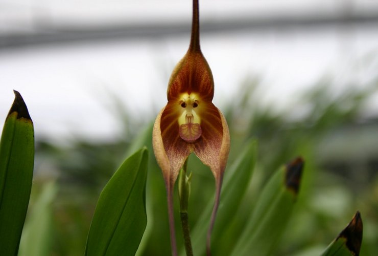 Orchidée Dracula