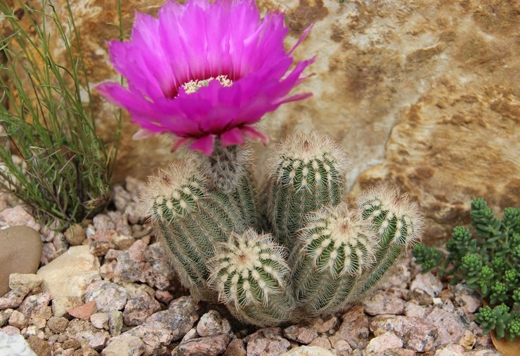 Echinocereus