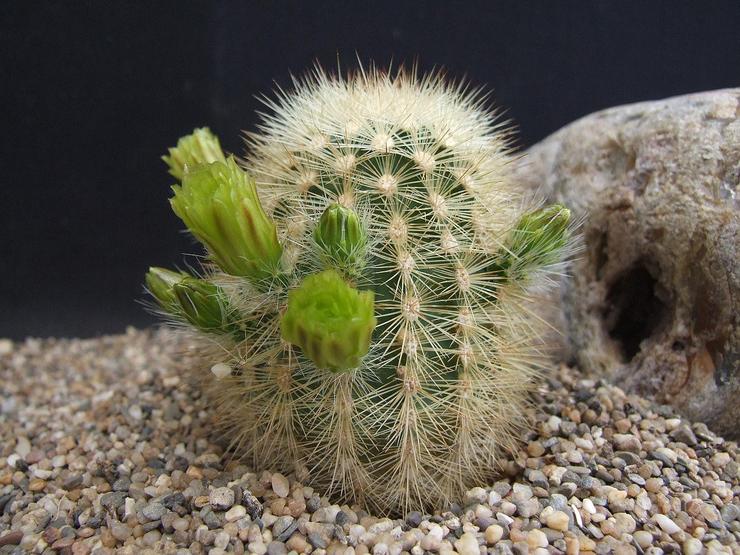 Echinocereus