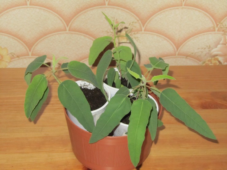 Reproduction d'eucalyptus d'intérieur