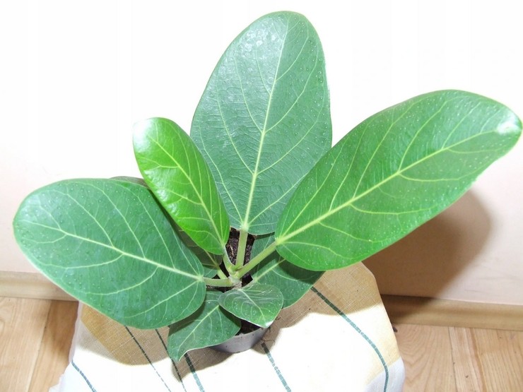 Ficus bengale