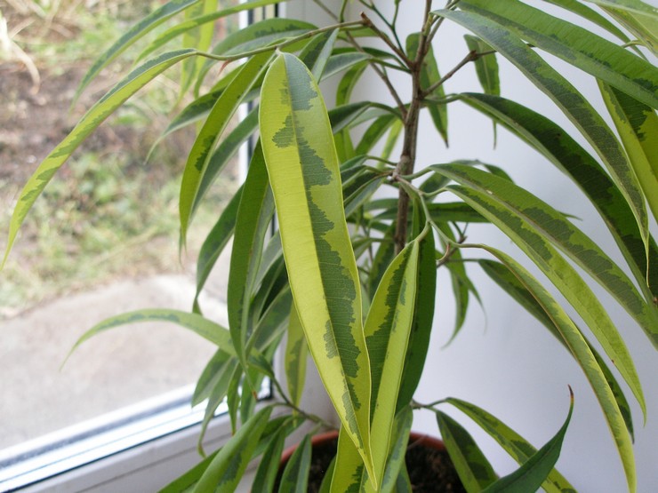 Soins à domicile pour Ficus Ali