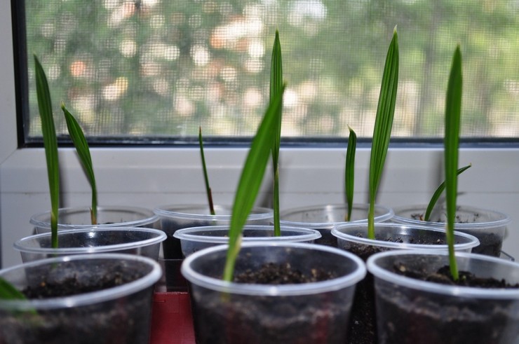 Propagation du palmier Phoenix