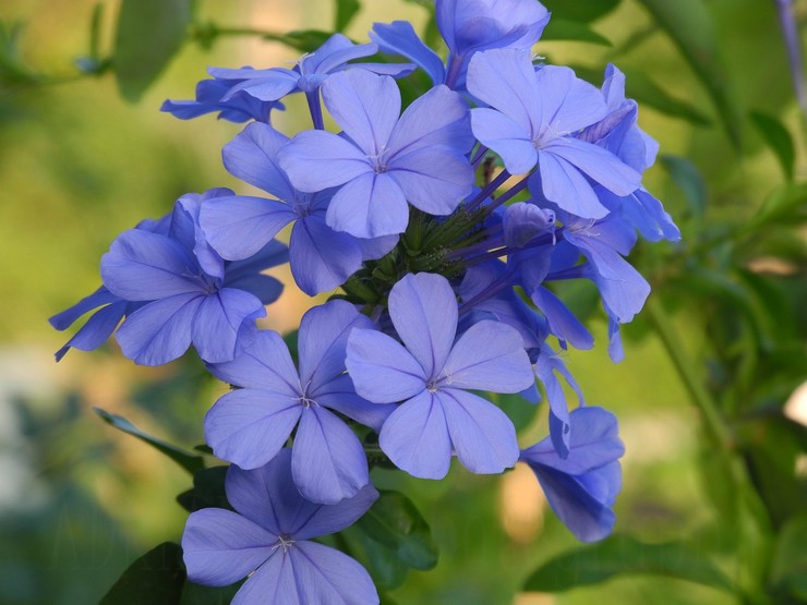 Plumbago (porcelet)