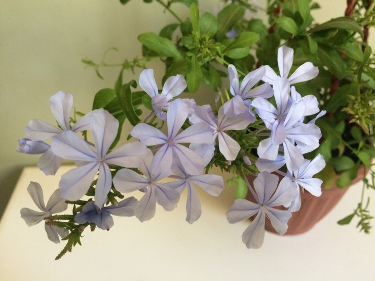 Soins Plumbago à domicile