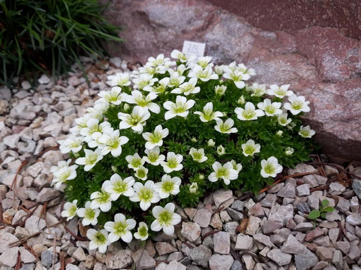 Saxifrage d'Arends