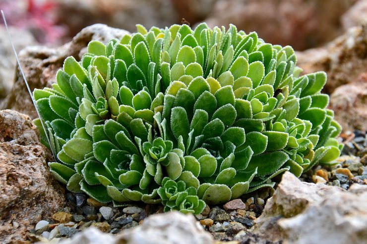 Cotylédon de saxifrage