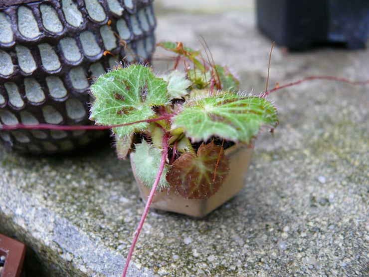 Reproduction de saxifrage