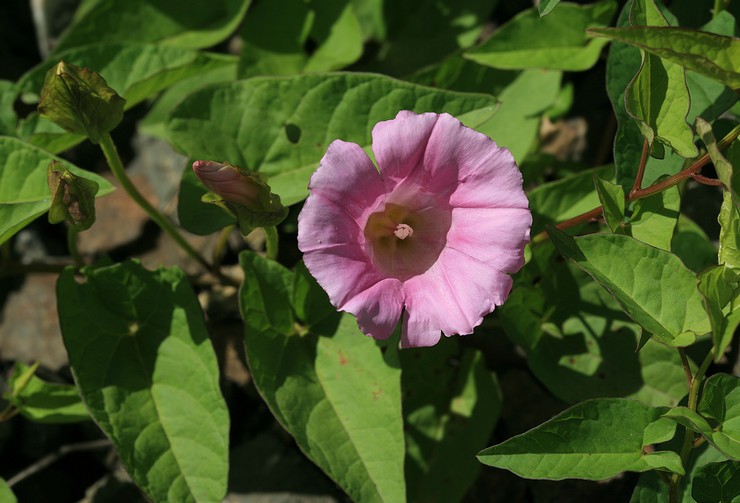 Calistegia poilue