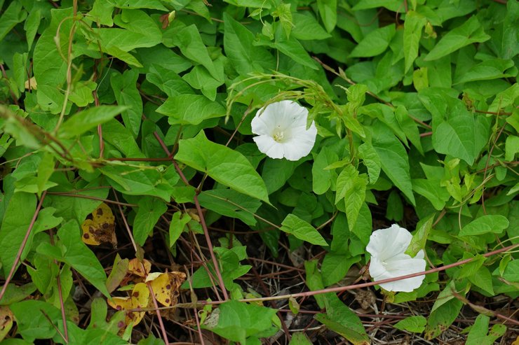 Plantation de calistegia en pleine terre