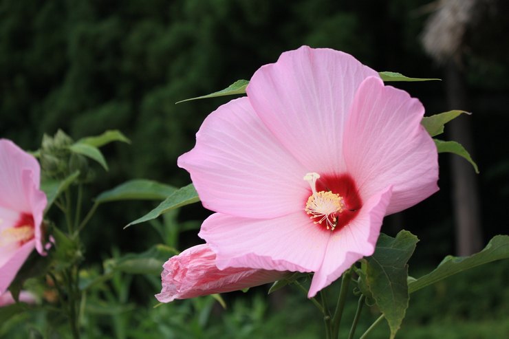 Prendre soin de la calistegia dans le jardin