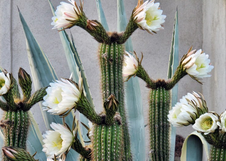 Cereus en fleurs