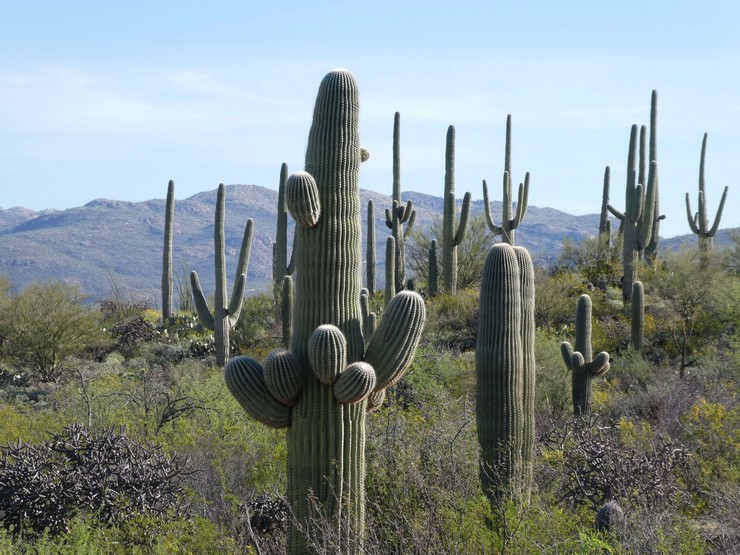 Géant géant du désert de Cereus