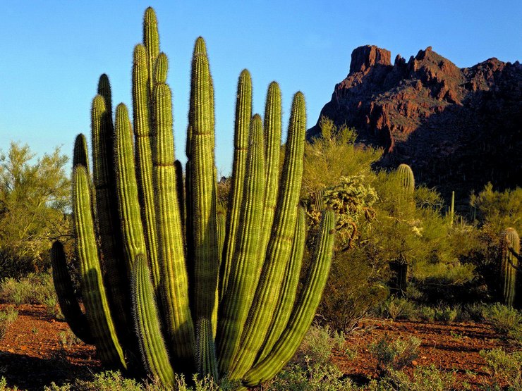 Cactus Cereus