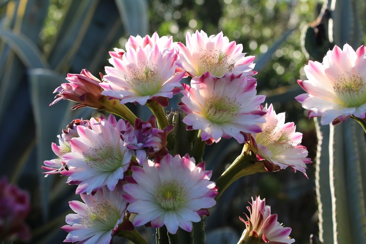 Cereus Péruvien