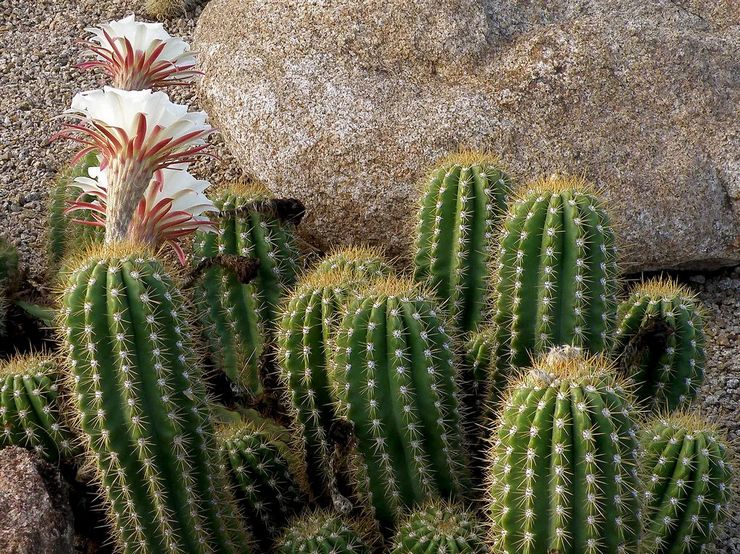 Reproduction de cereus