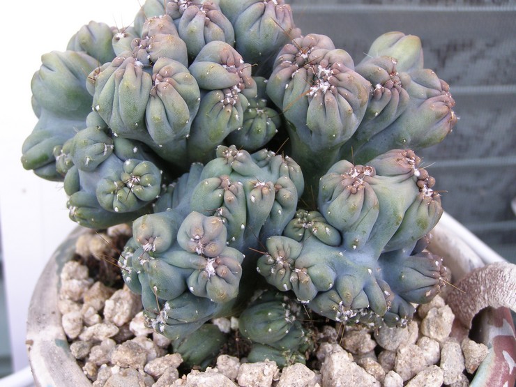 Cereus repandus