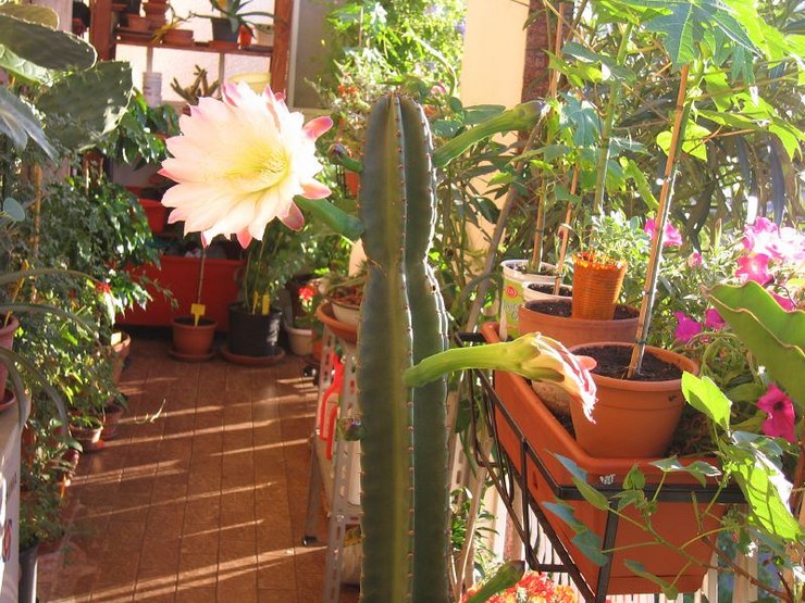 Soins Cereus à domicile