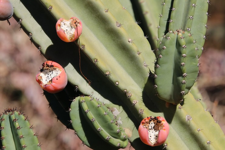 Cereus uruguayen