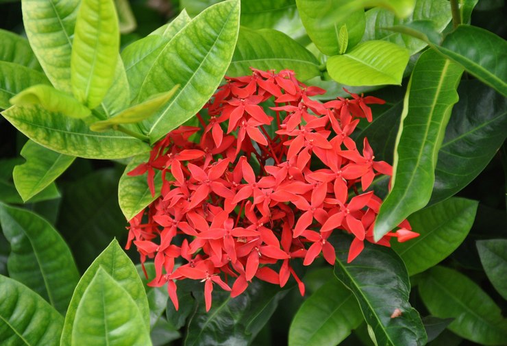 Ixora (Flamme des bois)