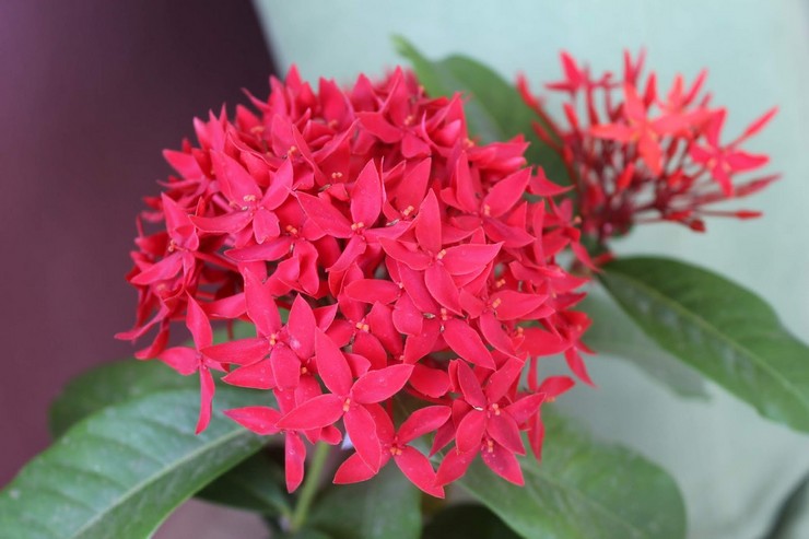 Méthodes d'élevage d'Ixora