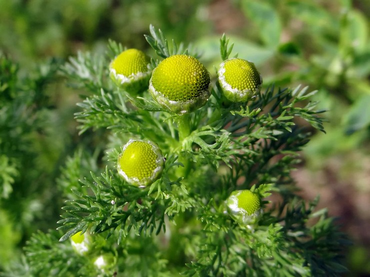 Camomille parfumée