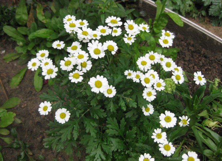 Planter la matrice en pleine terre