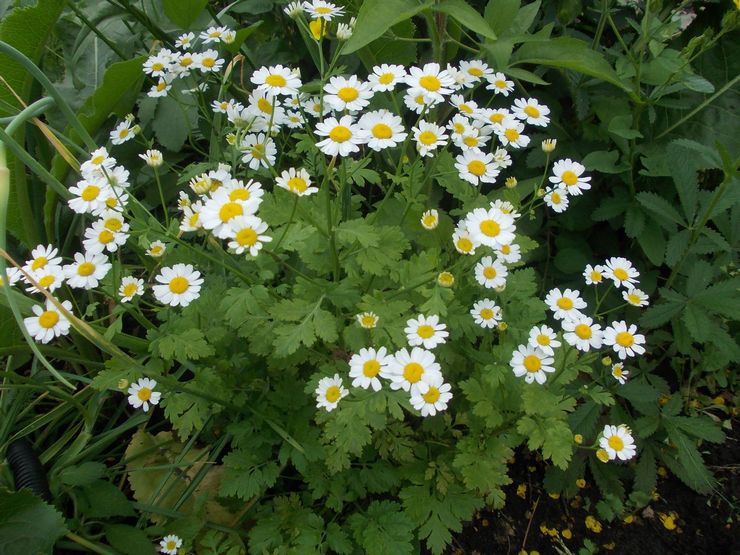 Soins Matricaria dans le jardin