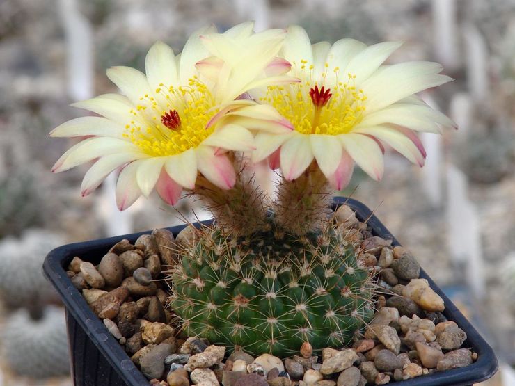 Notocactus élancé