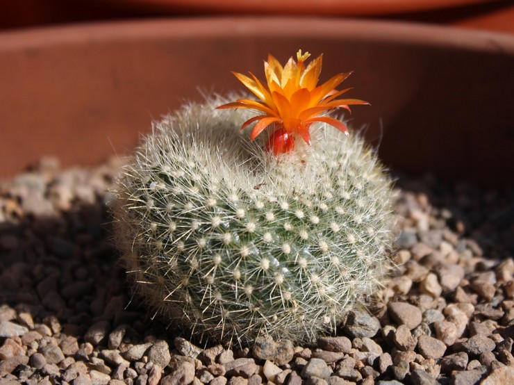 Méthodes de reproduction du notocactus