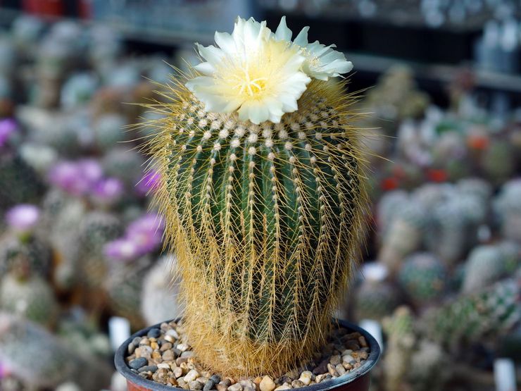 Notocactus