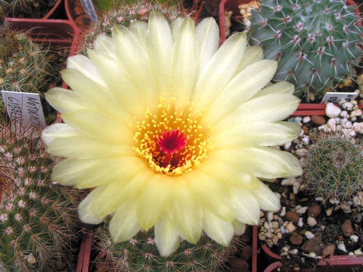 Notocactus platy ou plat