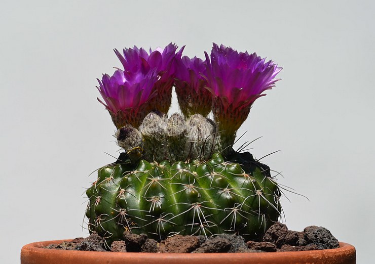 Notocactus Yubelman