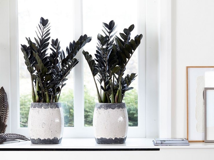 Zamioculcas noirs