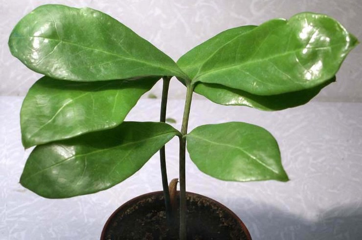 Zamioculcas lancéolés