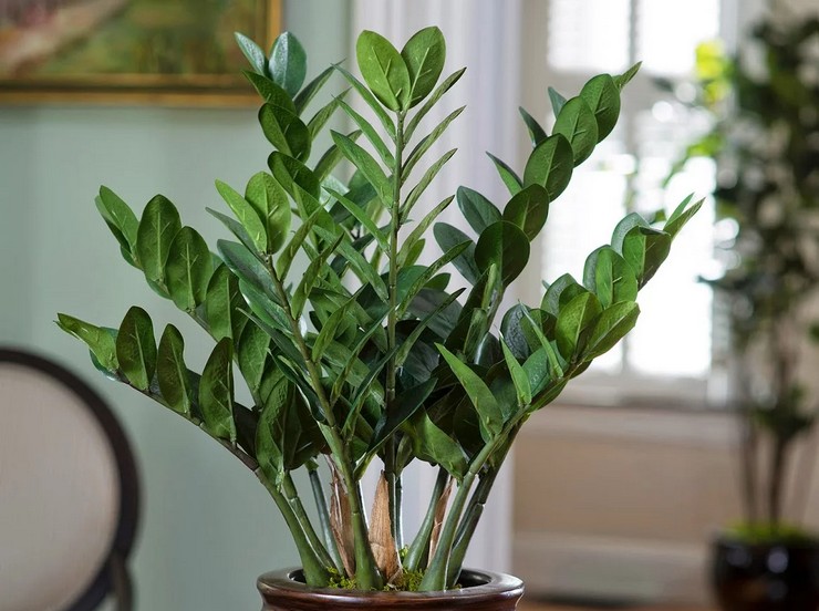 Zamioculcas (arbre dollar)