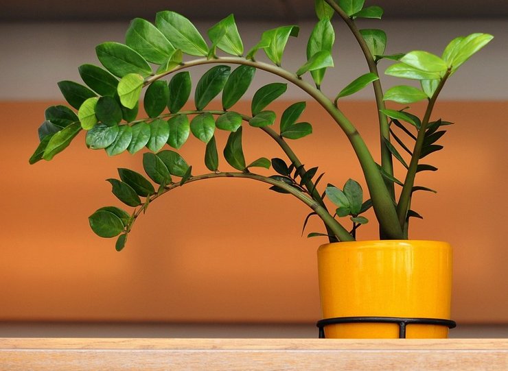 Prendre soin de l'arbre du dollar à la maison