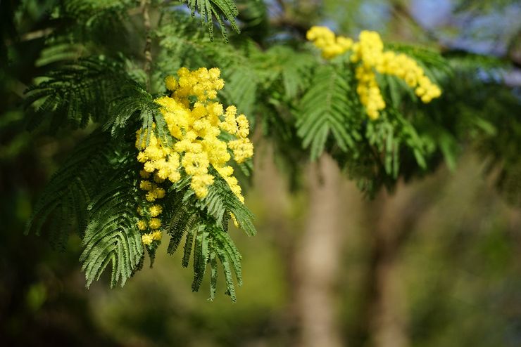 Acacia argenté