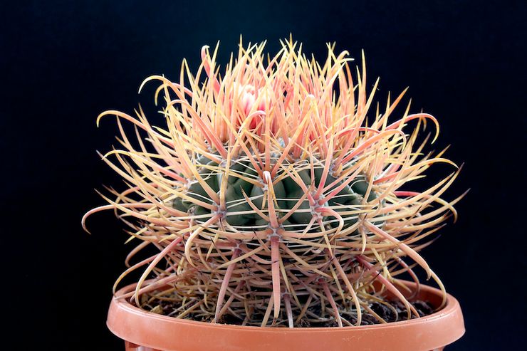 Ferocactus cylindrique