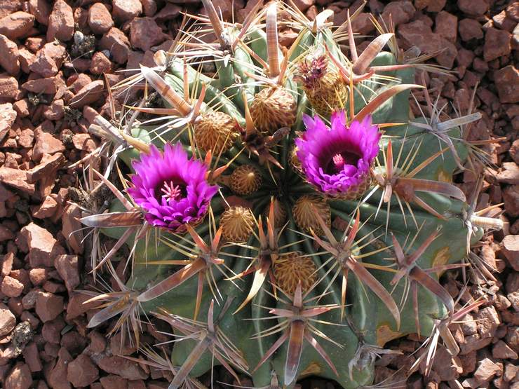 Ferocactus à larges pointes