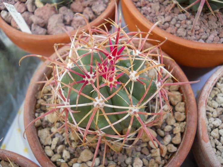 Description et caractéristiques du ferocactus