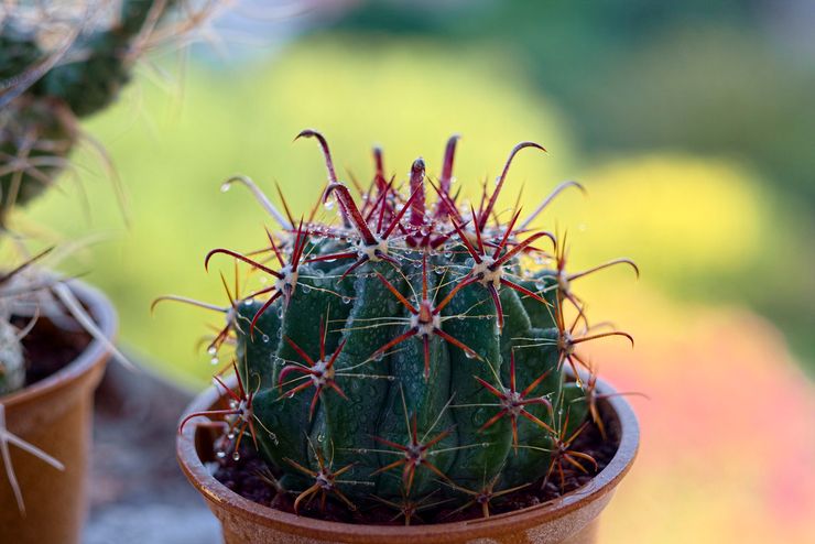 Mode d'arrosage Ferocactus